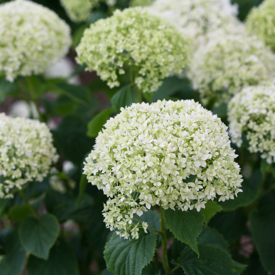 Hydrangea Arborescens 'limetta' - View 16 from www redcrocus com