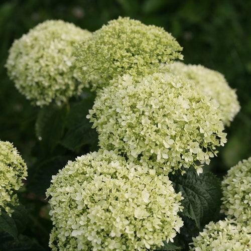 Hydrangea Arborescens 'limetta' - View 24 from www redcrocus com