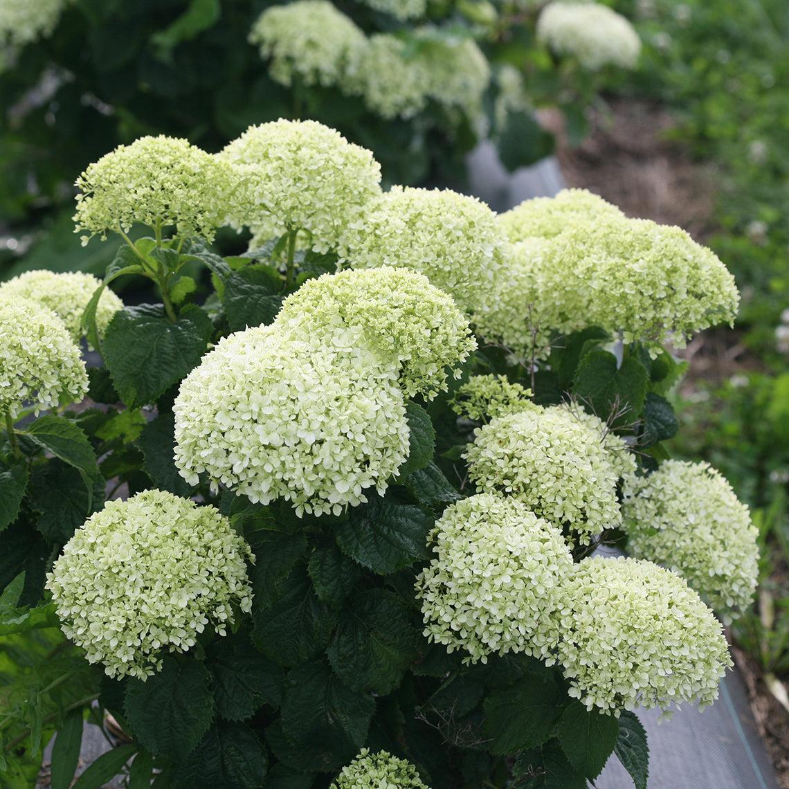 Hydrangea Arborescens 'limetta' - View 28 from www redcrocus com