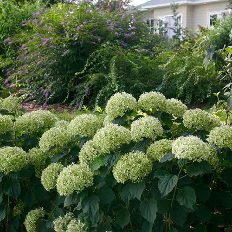 Hydrangea Arborescens 'limetta' - View 29 from www redcrocus com