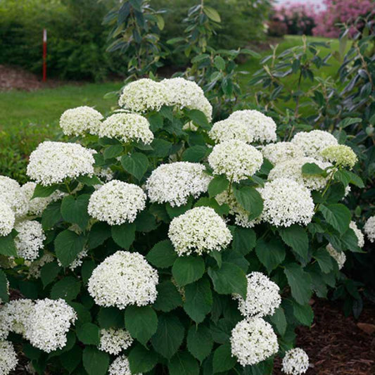 Hydrangea Arborescens 'limetta' - View 2 from www redcrocus com
