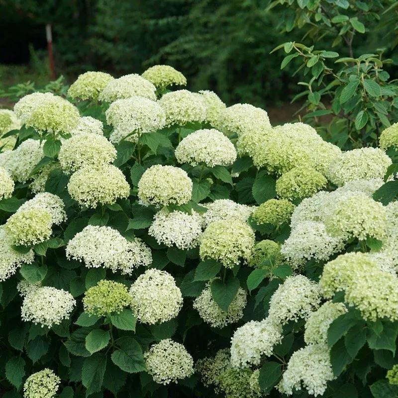 Hydrangea Arborescens 'limetta' - View 30 from www redcrocus com