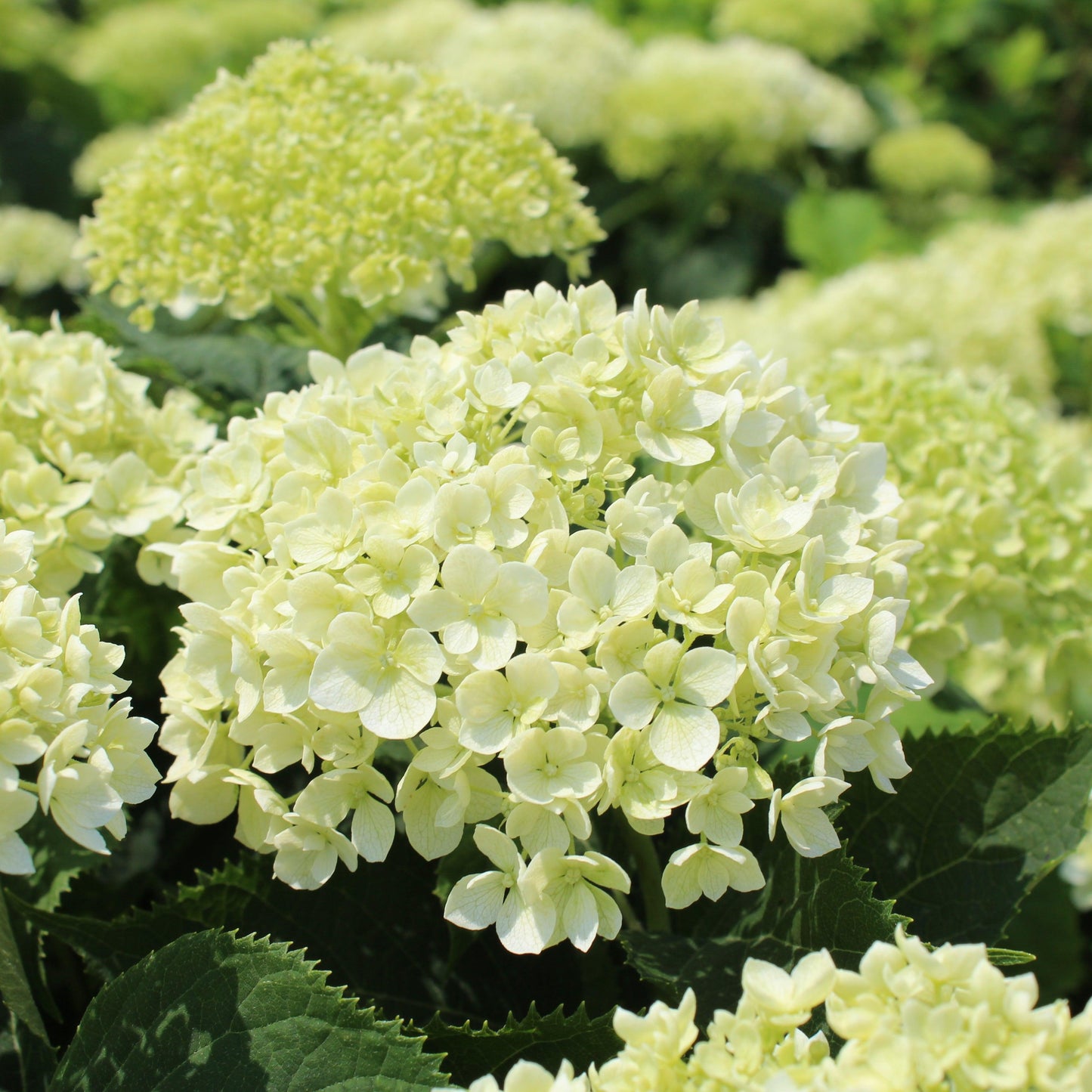 Hydrangea Arborescens 'limetta' - View 33 from www redcrocus com
