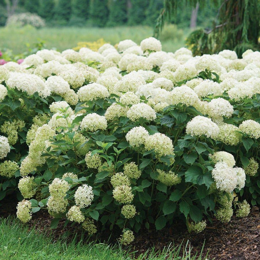 Hydrangea Arborescens 'limetta' - View 4 from www redcrocus com