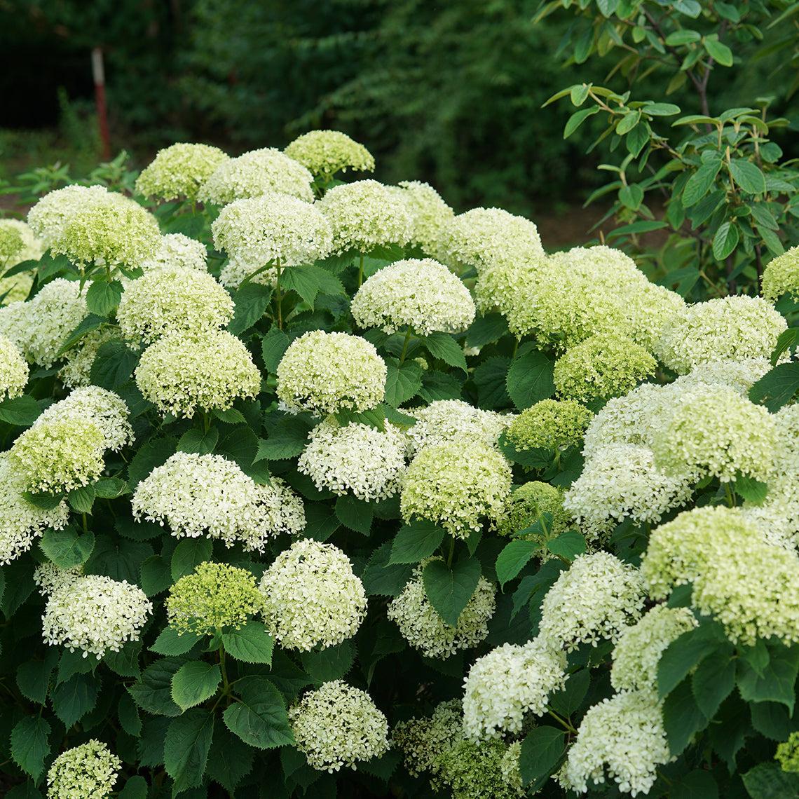 Hydrangea Arborescens 'limetta' - View 6 from www redcrocus com