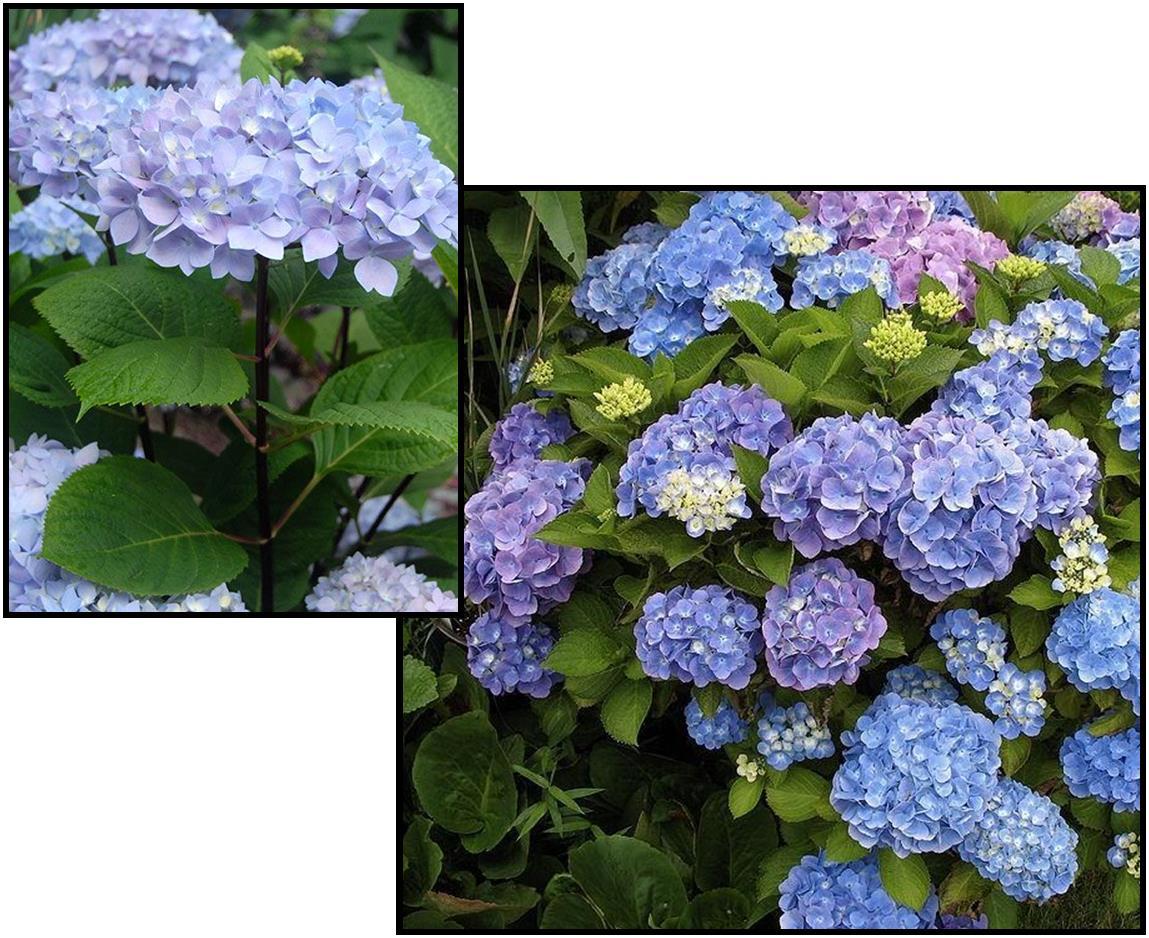 Hydrangea Macrophylla Blue Enchantress - View 11 from www redcrocus com