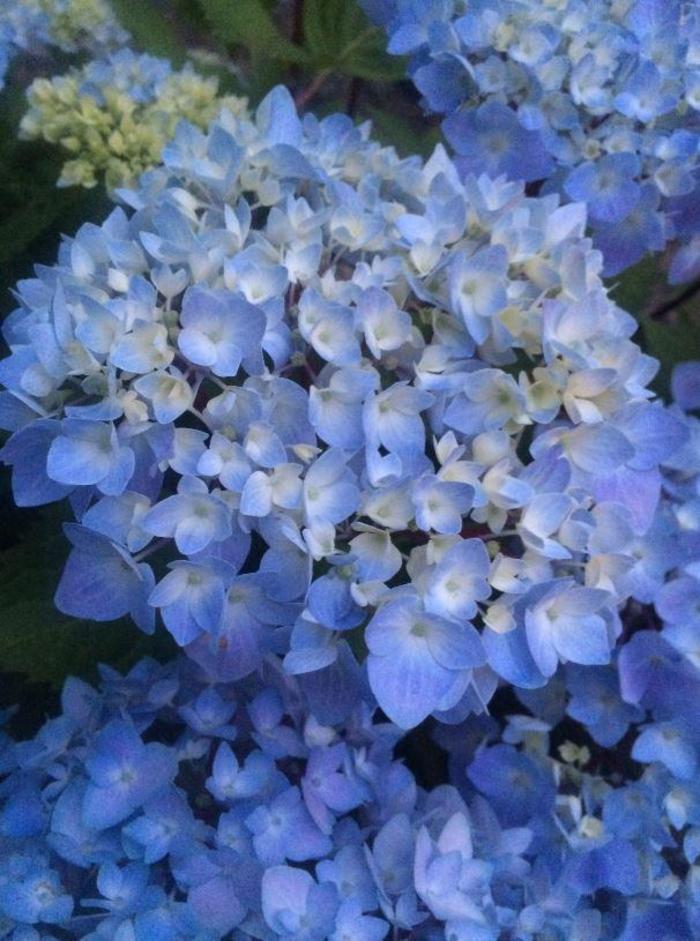 Hydrangea Macrophylla Blue Enchantress - View 12 from www redcrocus com