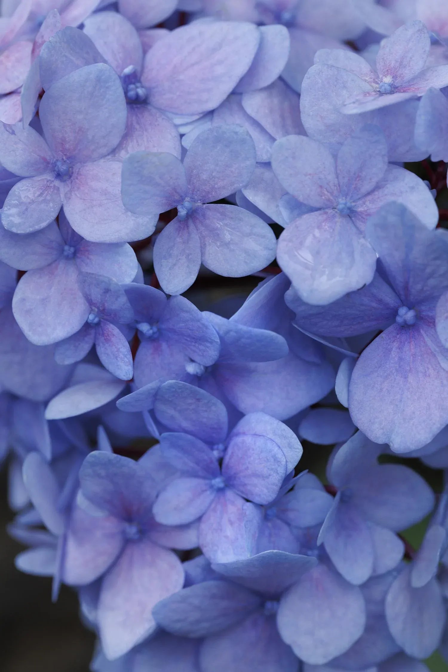 Hydrangea Macrophylla Blue Enchantress - View 12 from www redcrocus com