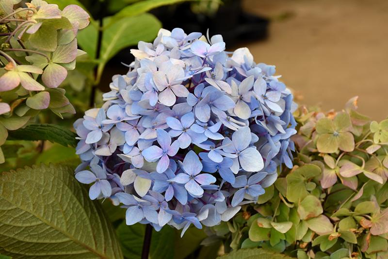 Hydrangea Macrophylla Blue Enchantress - View 14 from www redcrocus com
