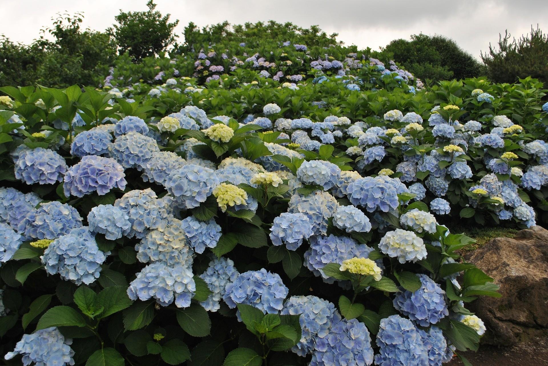Hydrangea Macrophylla Blue Enchantress - View 15 from www redcrocus com