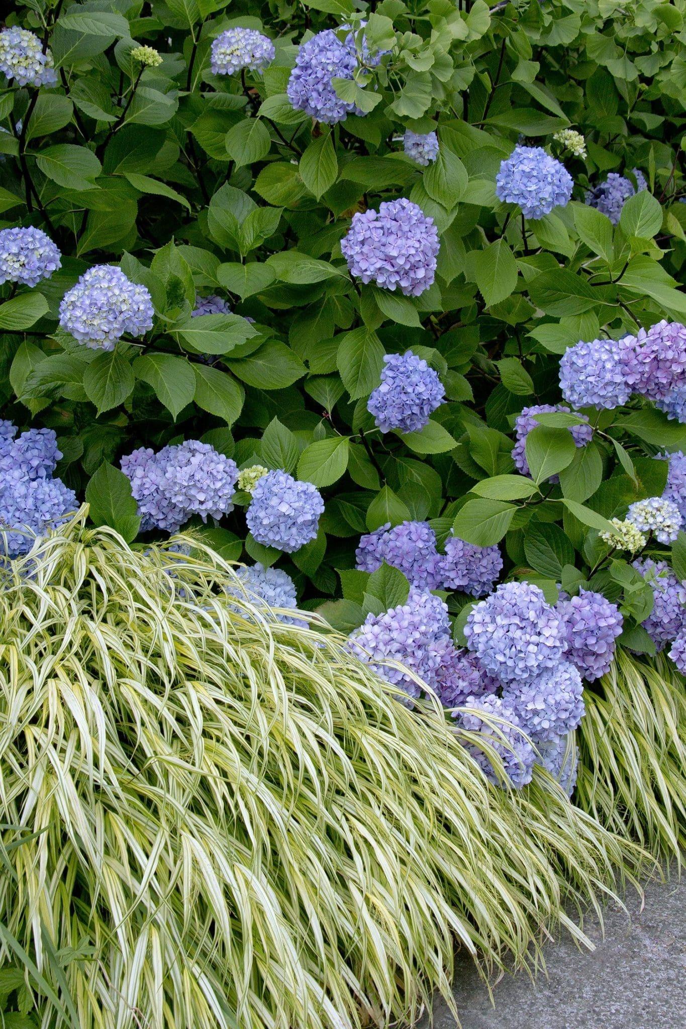 Hydrangea Macrophylla Blue Enchantress - View 16 from www redcrocus com