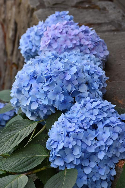 Hydrangea Macrophylla Blue Enchantress - View 1 from www redcrocus com