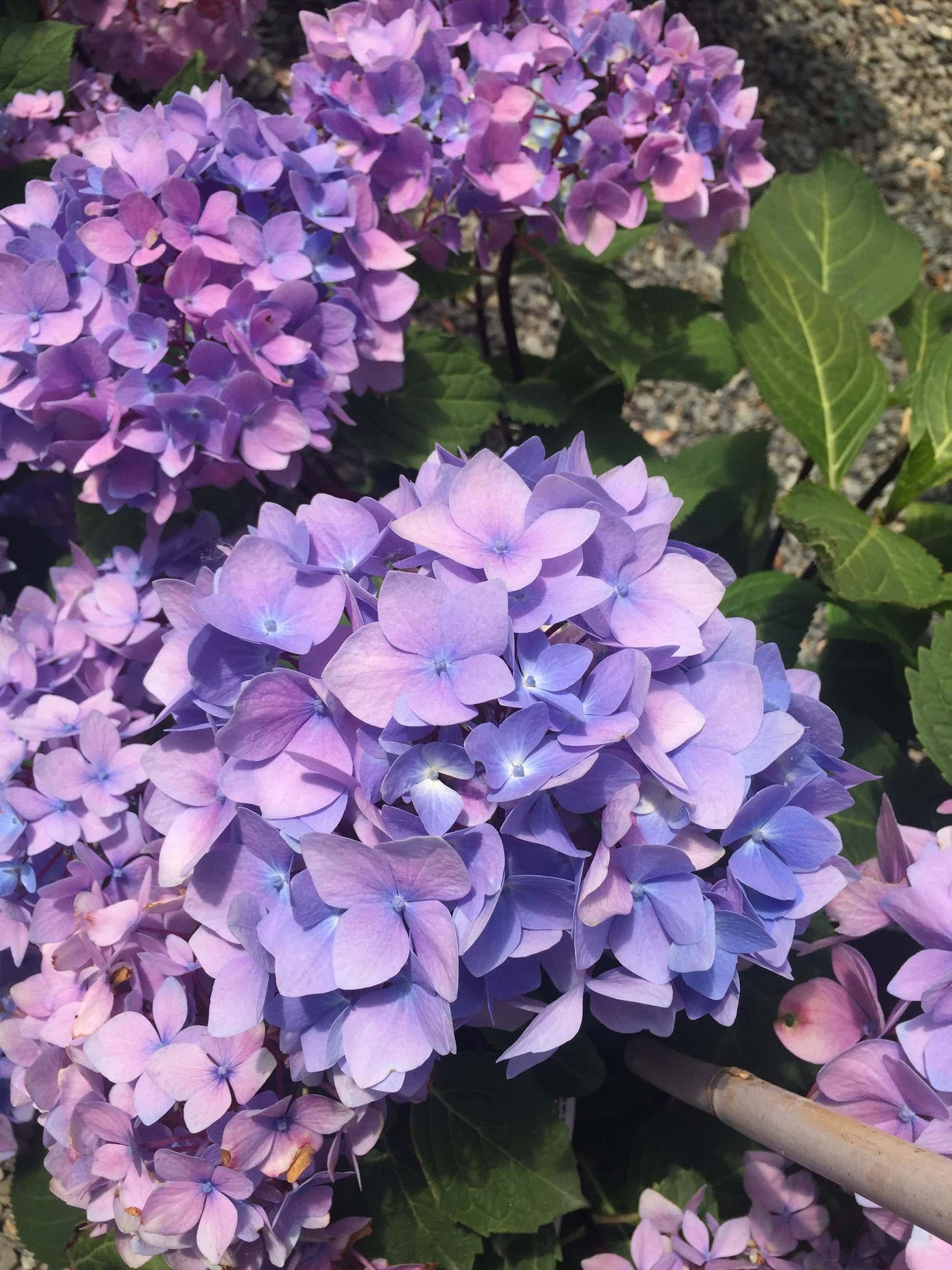 Hydrangea Macrophylla Blue Enchantress - View 2 from www redcrocus com