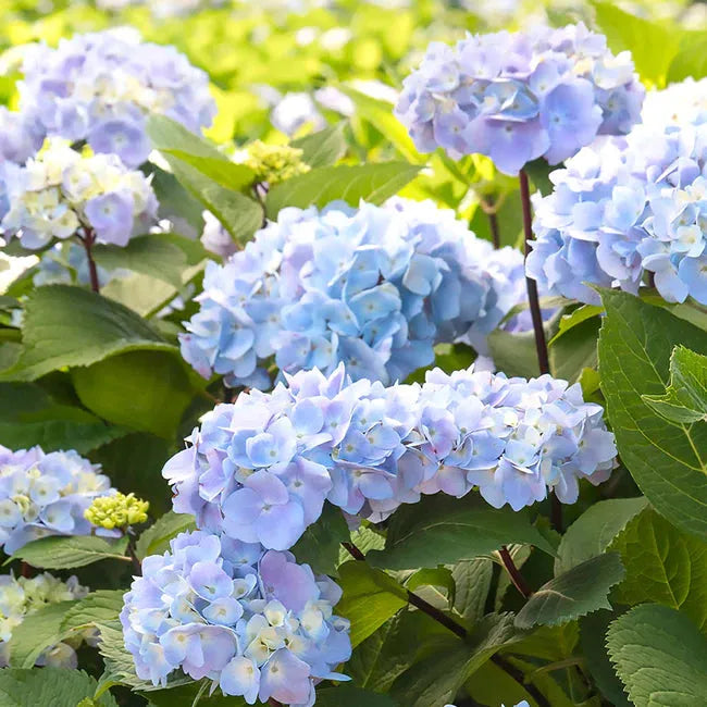 Hydrangea Macrophylla Blue Enchantress - View 3 from www redcrocus com