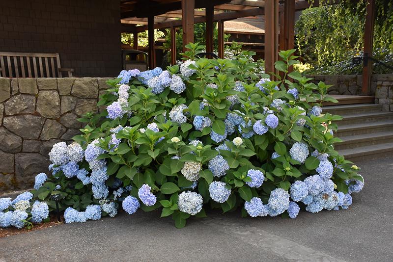 Hydrangea Macrophylla Blue Enchantress - View 4 from www redcrocus com