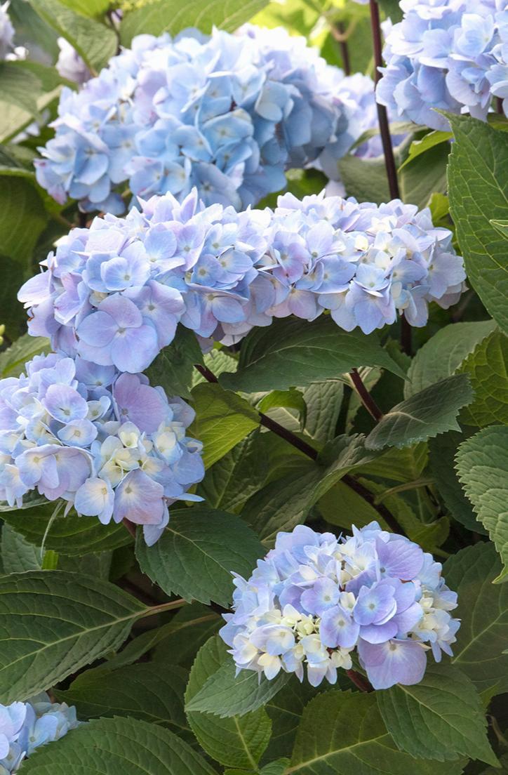 Hydrangea Macrophylla Blue Enchantress - View 5 from www redcrocus com