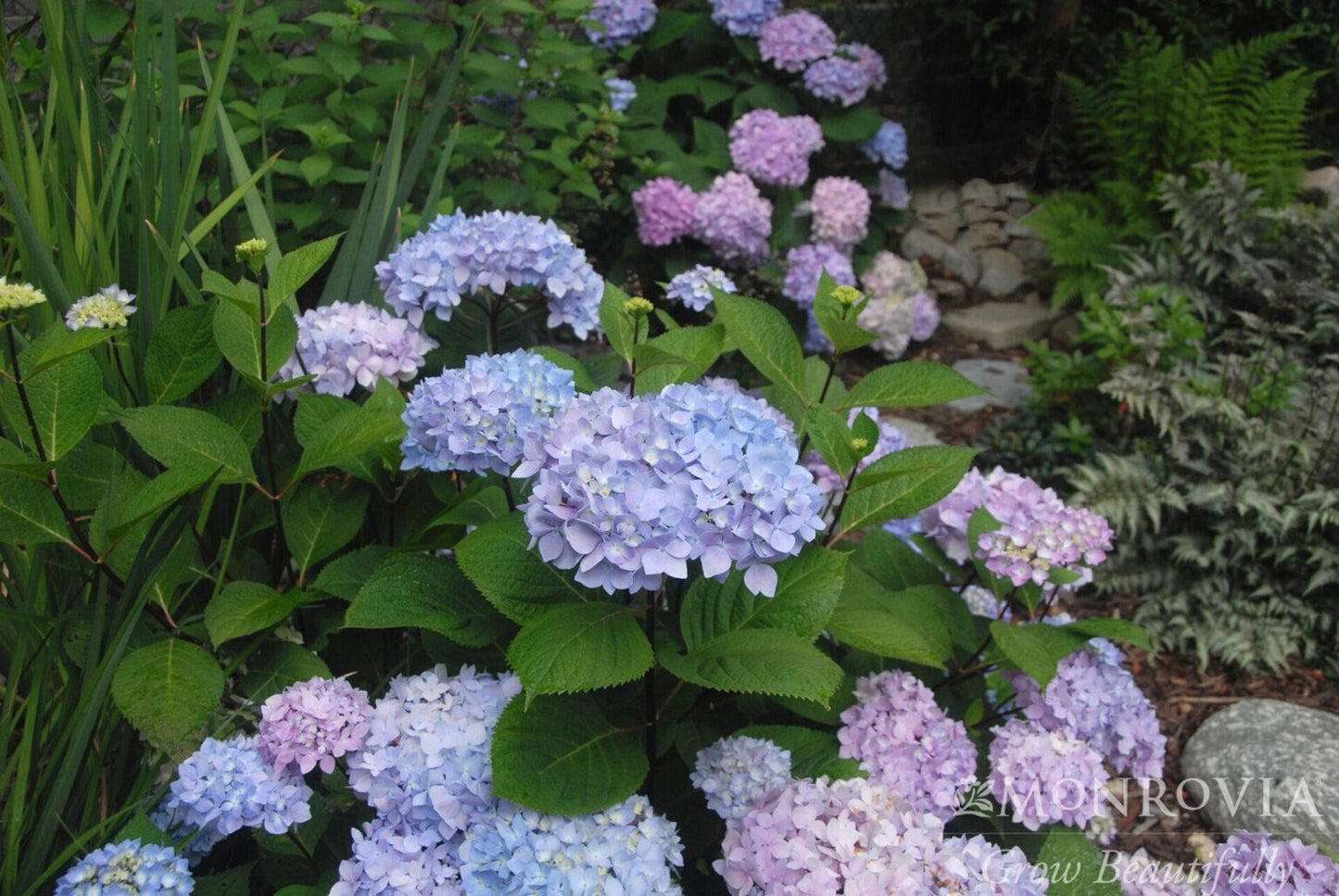 Hydrangea Macrophylla Blue Enchantress - View 6 from www redcrocus com
