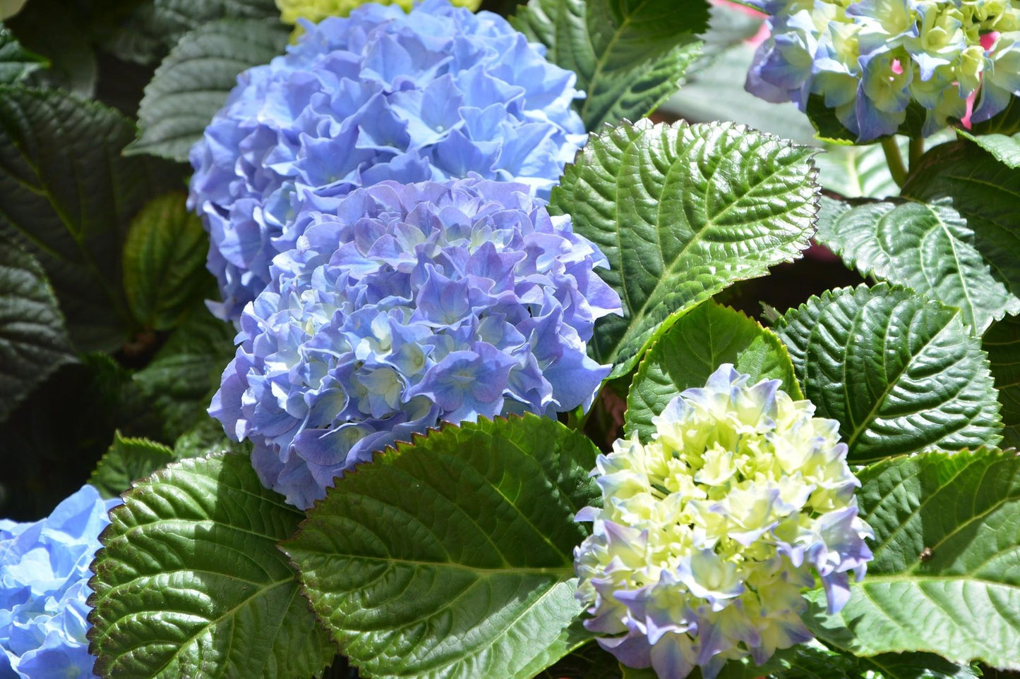 Hydrangea Macrophylla Blue Enchantress - View 8 from www redcrocus com