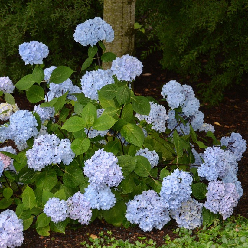 Hydrangea Macrophylla Blue Enchantress - View 9 from www redcrocus com