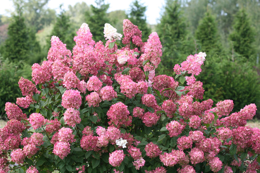 Hydrangea Paniculata 'firelight' - View 1 from www redcrocus com