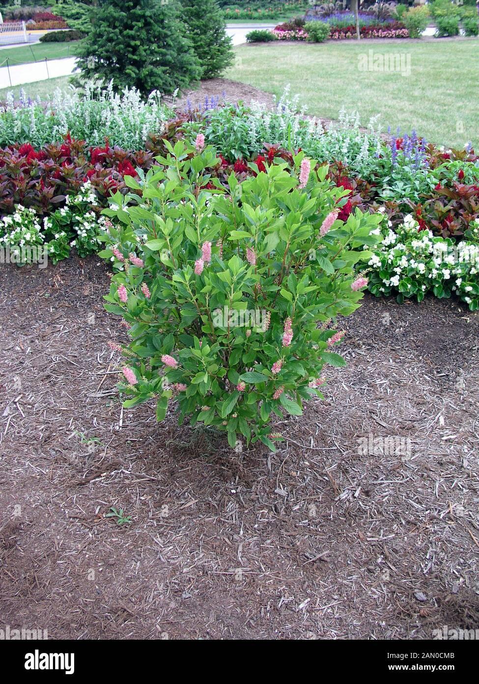 Clethra Alnifolia Ruby Spice - View 14 from www redcrocus com