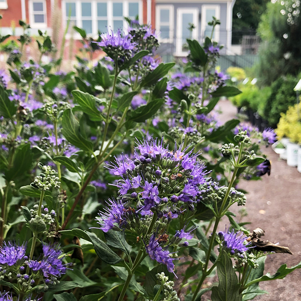 Caryopteris Beyond Midnight - View 19 from www redcrocus com