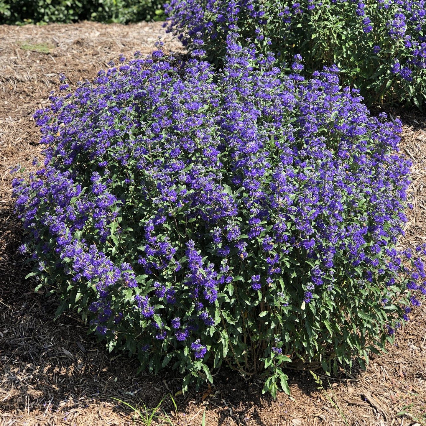 Caryopteris Beyond Midnight - View 1 from www redcrocus com