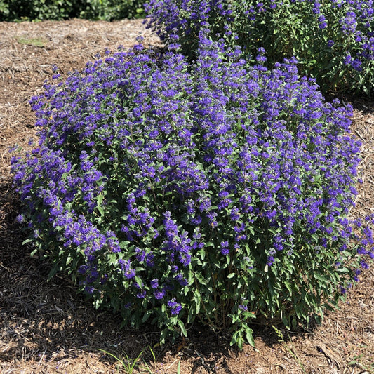 Caryopteris Beyond Midnight - View 1 from www redcrocus com