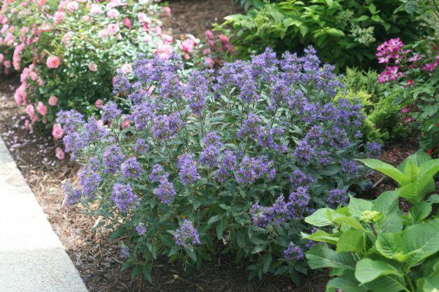 Caryopteris Beyond Midnight - View 20 from www redcrocus com