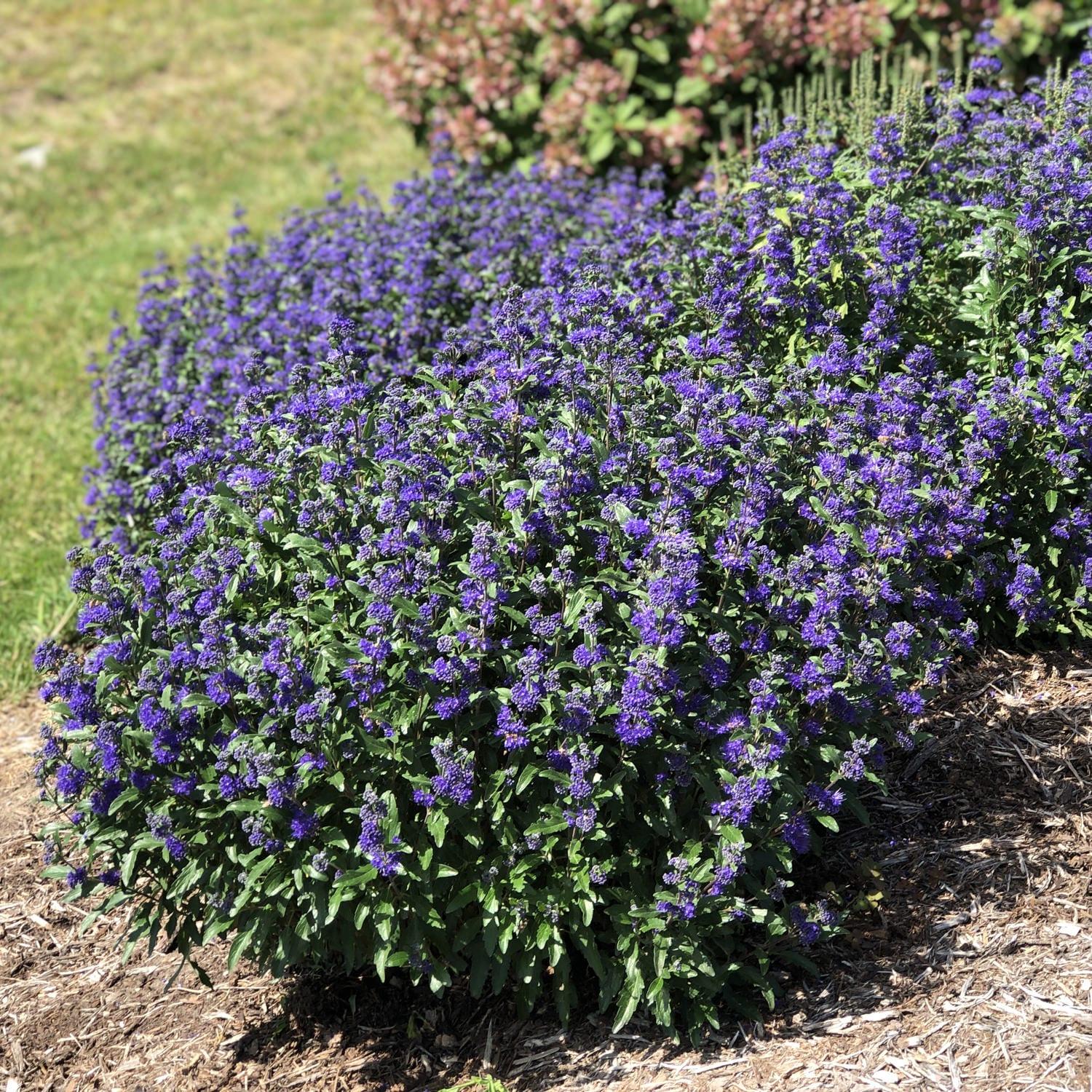 Caryopteris Beyond Midnight - View 5 from www redcrocus com