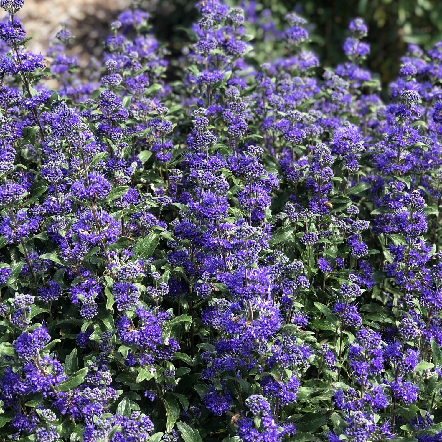 Caryopteris Beyond Midnight - View 6 from www redcrocus com