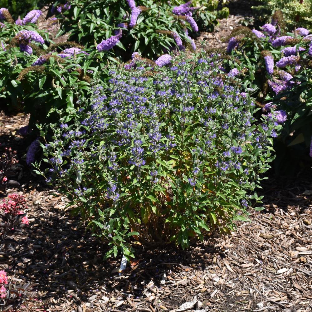 Caryopteris Beyond Midnight - View 7 from www redcrocus com