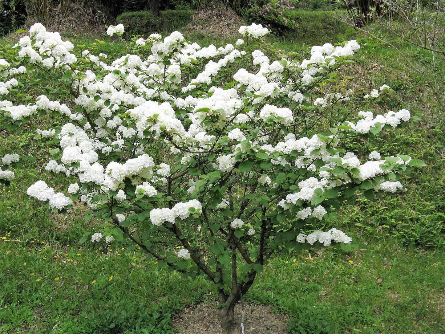 Viburnum Trilobum Compactum - View 12 from www redcrocus com