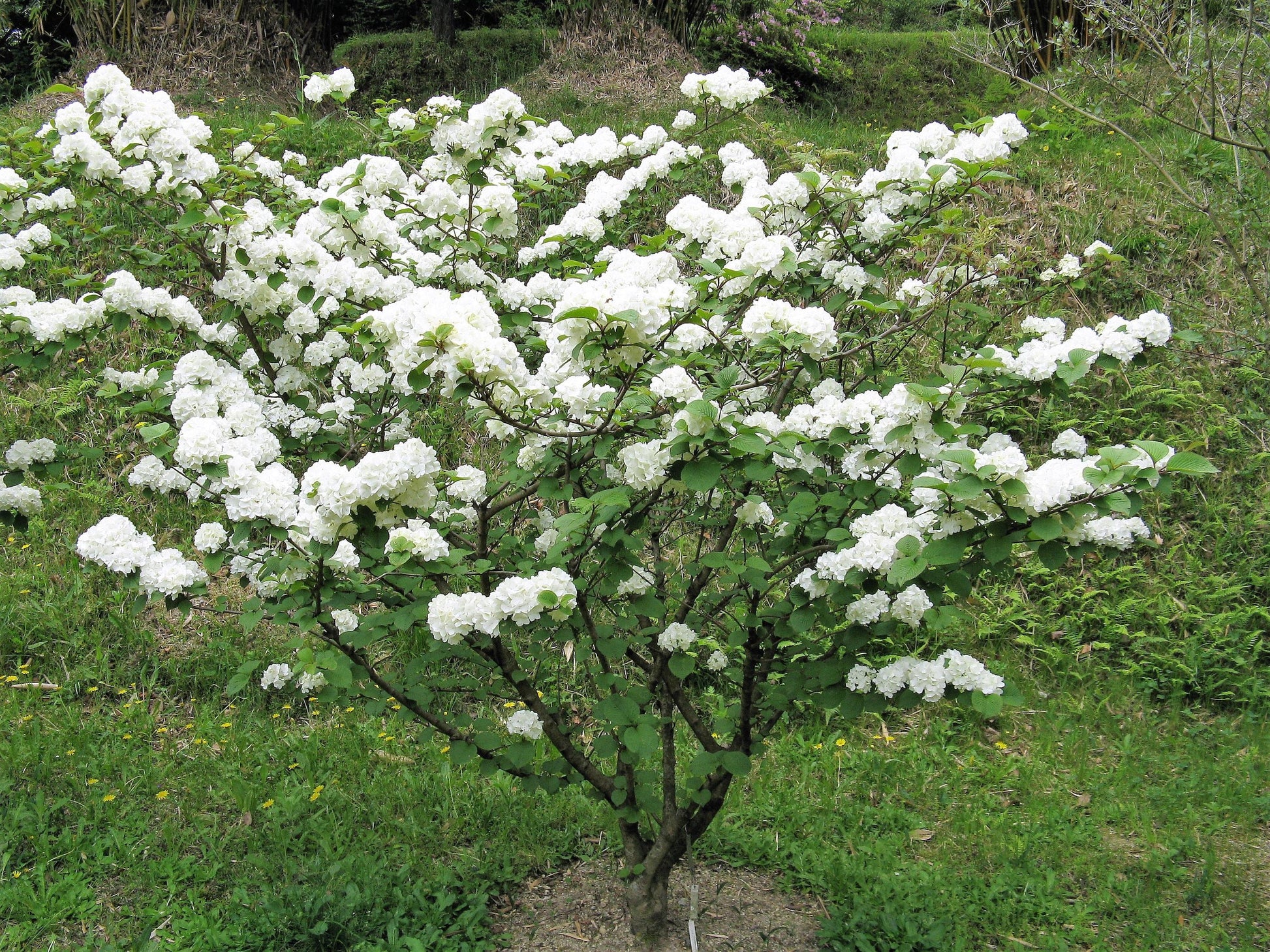 Viburnum Trilobum Compactum - View 12 from www redcrocus com
