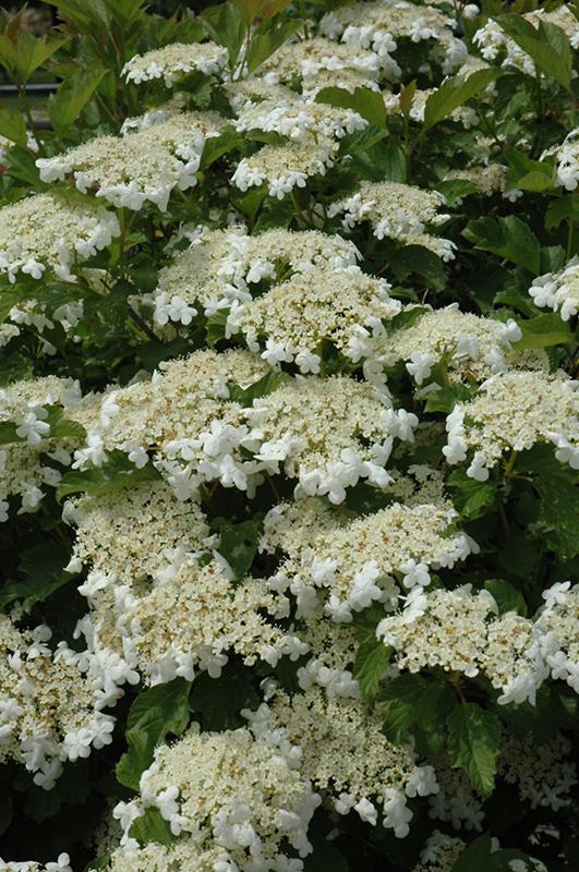 Viburnum Trilobum Compactum - View 13 from www redcrocus com
