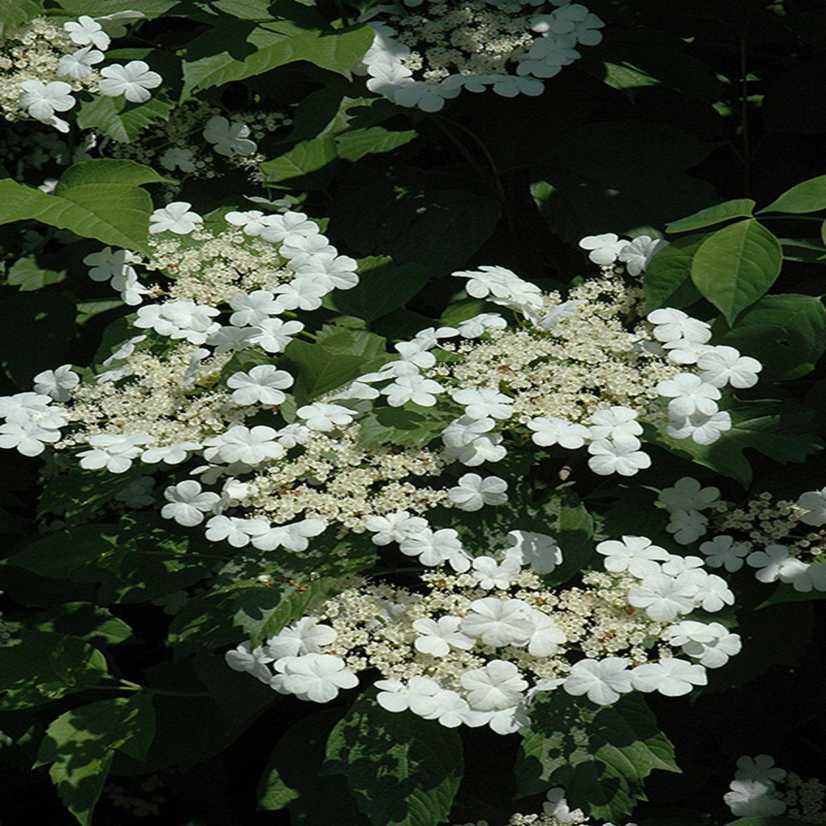 Viburnum Trilobum Compactum - View 16 from www redcrocus com