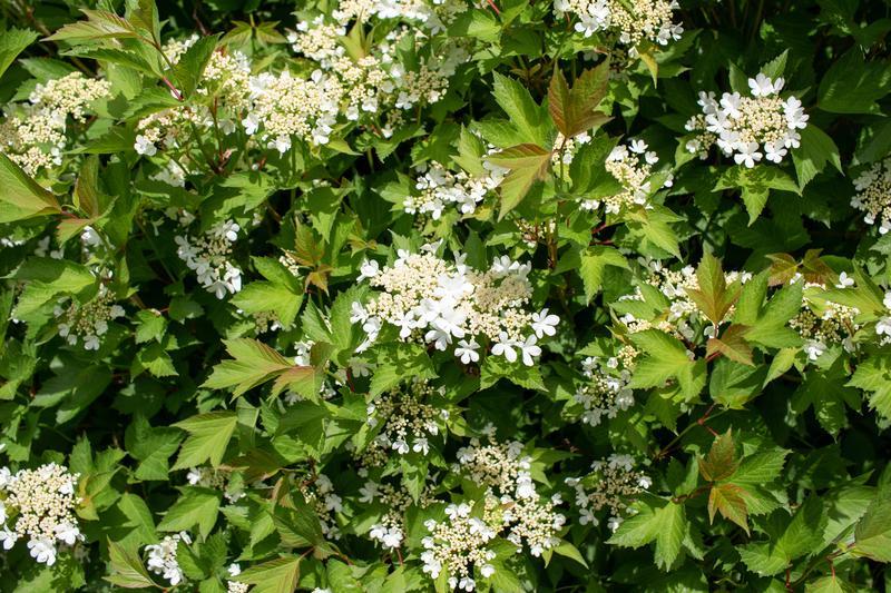 Viburnum Trilobum Compactum - View 1 from www redcrocus com