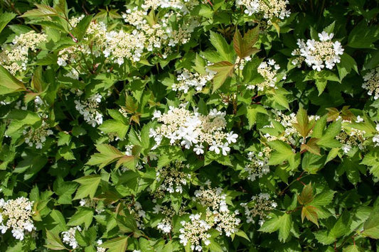 Viburnum Trilobum Compactum - View 1 from www redcrocus com