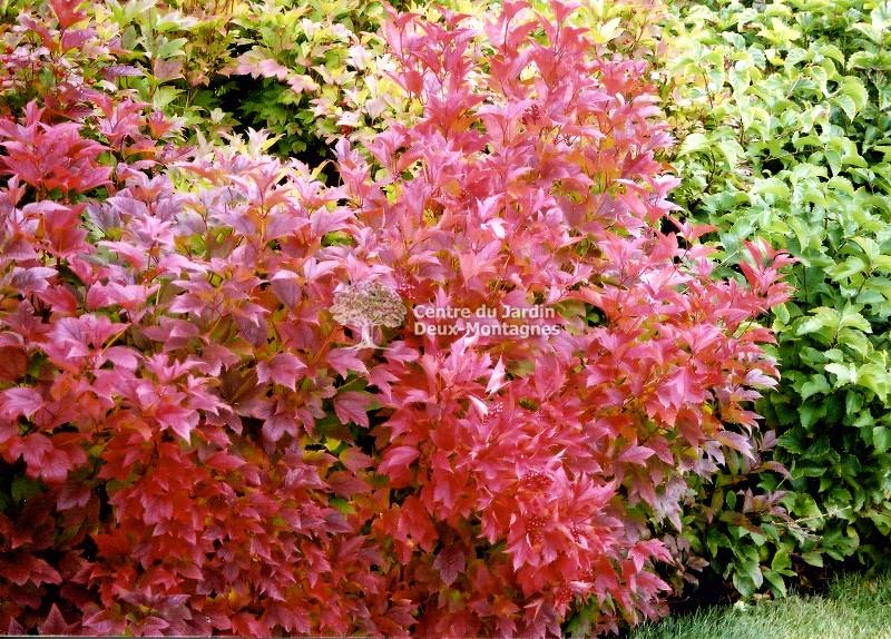 Viburnum Trilobum Compactum - View 2 from www redcrocus com
