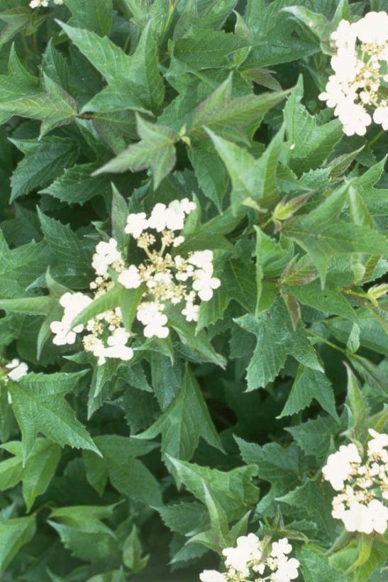 Viburnum Trilobum Compactum - View 6 from www redcrocus com