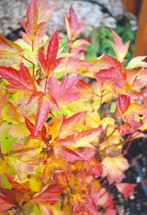 Viburnum Trilobum Compactum - View 7 from www redcrocus com