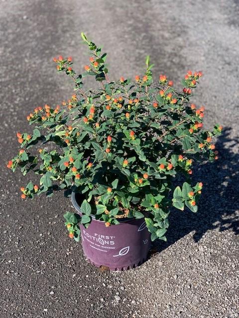 Hypericum Pumpkin - View 11 from www redcrocus com