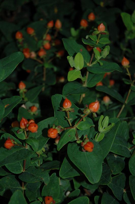 Hypericum Pumpkin - View 14 from www redcrocus com