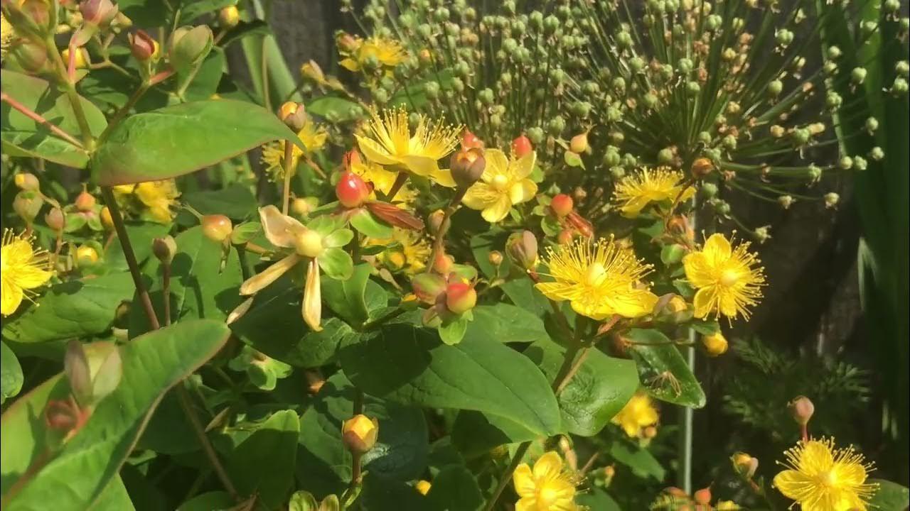Hypericum Pumpkin - View 15 from www redcrocus com