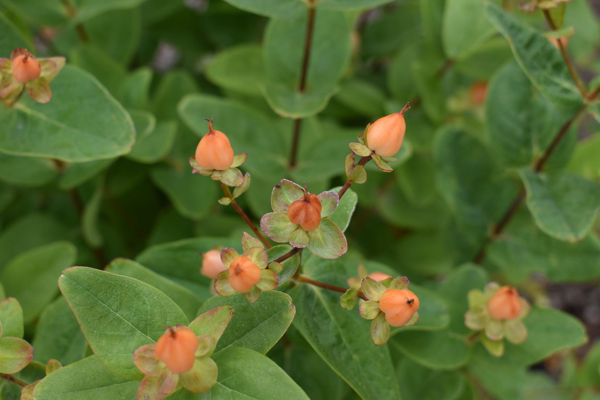 Hypericum Pumpkin - View 16 from www redcrocus com