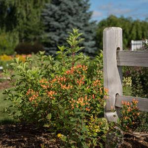 Hypericum Pumpkin - View 17 from www redcrocus com