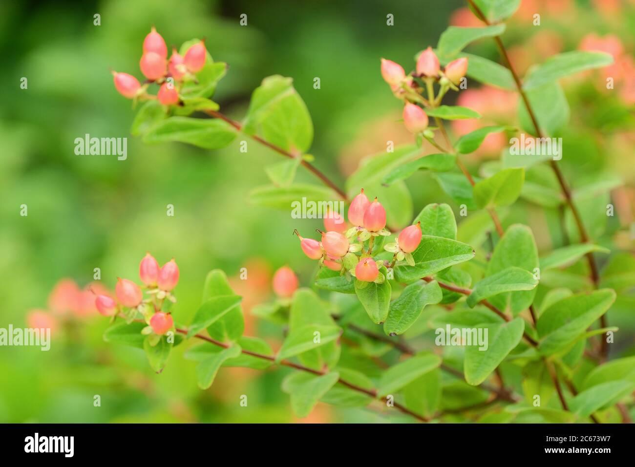 Hypericum Pumpkin - View 18 from www redcrocus com