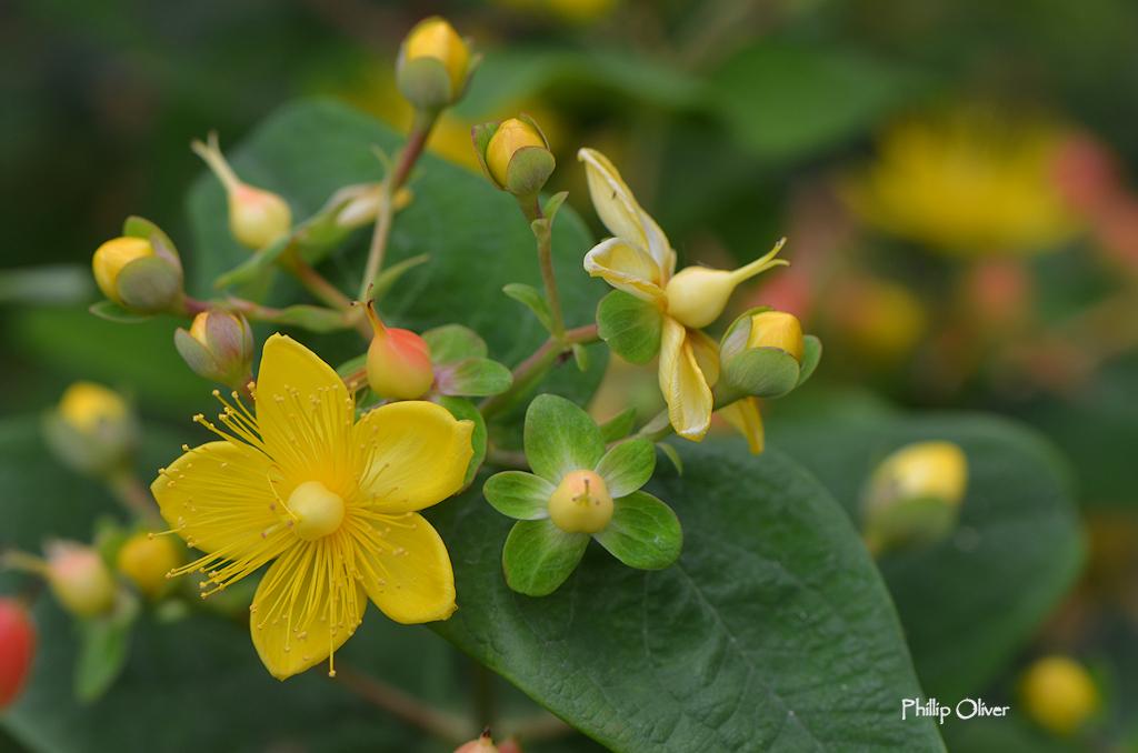 Hypericum Pumpkin - View 4 from www redcrocus com