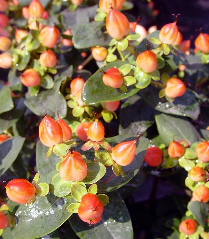 Hypericum Pumpkin - View 5 from www redcrocus com