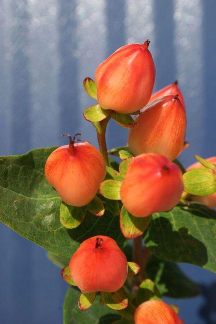 Hypericum Pumpkin - View 8 from www redcrocus com